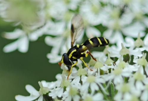 Philhelius pedissequus